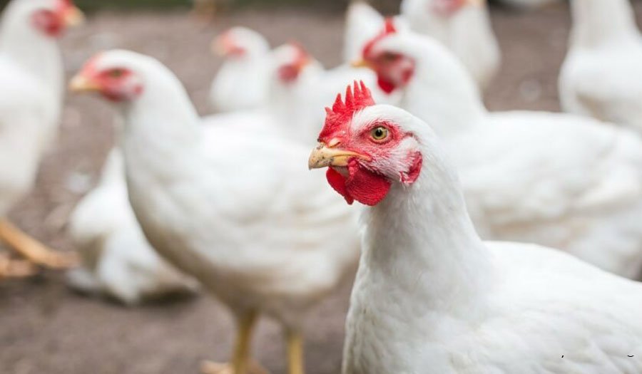The future of chicken: Poultry beyond 2050