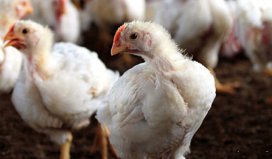 Slowing broiler growth with nutritional interventions