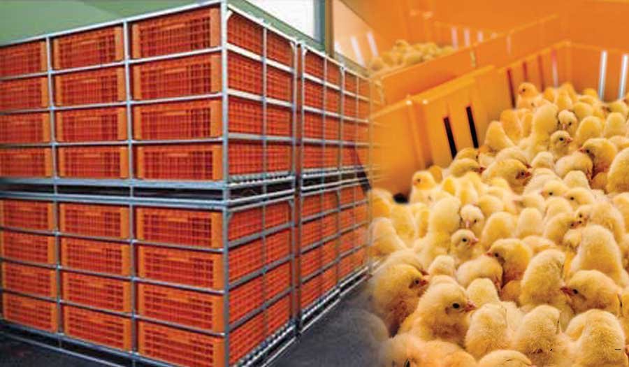 POULTRY TRANSPORT BY GIORDANO POULTRY PLAST