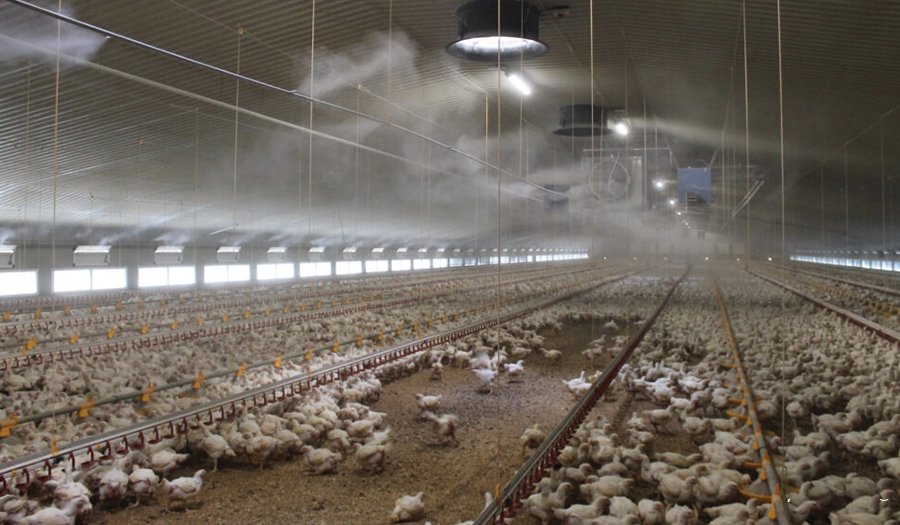 Daily misting of broiler sheds lifts bird performance