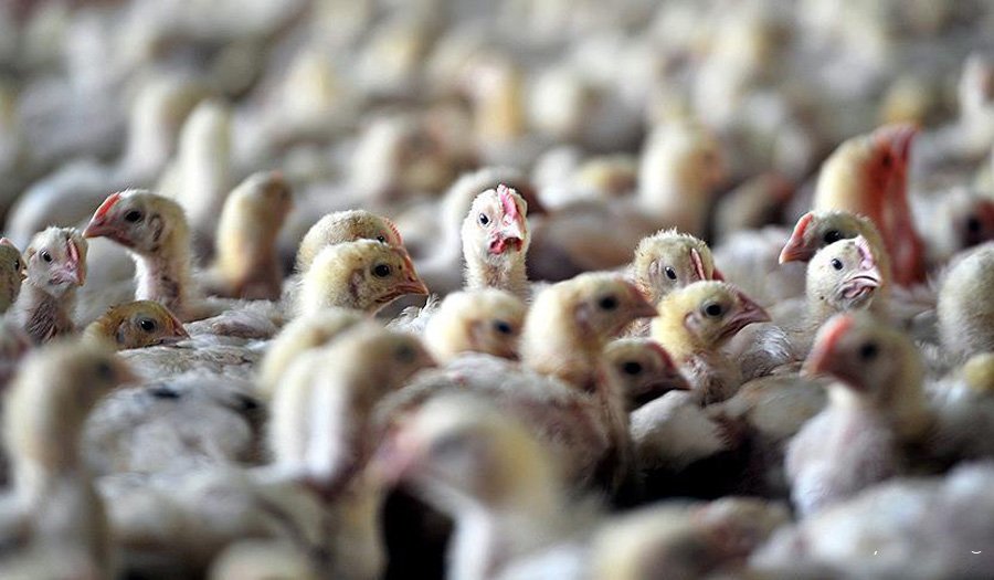 آنفلوانزا فوق حاد پرندگان تهدید جدی برای صنعت طیور